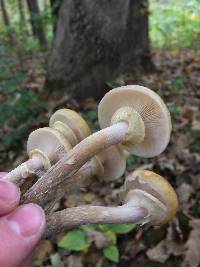 Armillaria mellea image