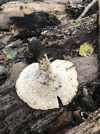 Polyporus squamosus image