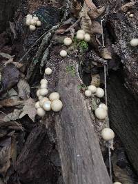 Lycoperdon pyriforme image