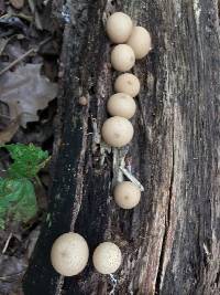 Lycoperdon pyriforme image