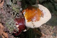 Ganoderma tsugae image