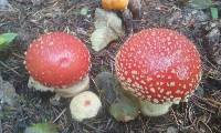 Amanita muscaria image