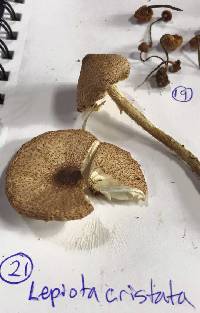 Lepiota magnispora image