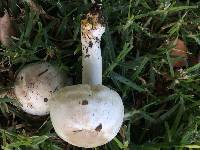 Agaricus xanthodermus image