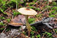 Lepiota magnispora image