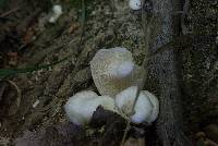 Pleurotus ostreatus image