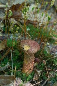 Suillus pictus image