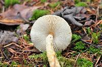 Lepiota magnispora image