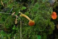 Hygrocybe miniata image