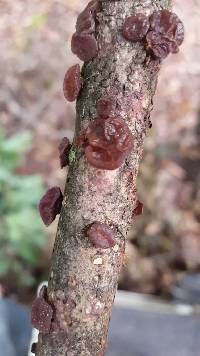 Auricularia auricula-judae image