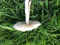 Leucoagaricus leucothites image