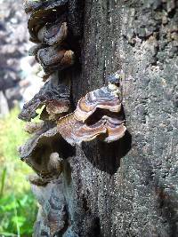 Trametes versicolor image