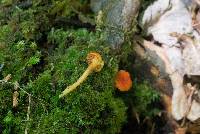 Hygrocybe miniata image