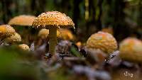 Amanita muscaria image