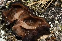 Gyromitra tasmanica image