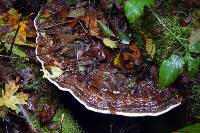 Ganoderma applanatum image