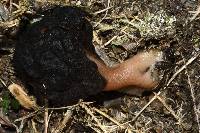 Gyromitra tasmanica image