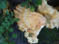 Laetiporus sulphureus image