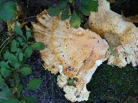 Laetiporus sulphureus image