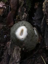 Phallus ravenelii image