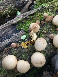 Lycoperdon pyriforme image