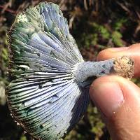 Lactarius indigo image