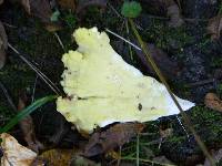 Laetiporus sulphureus image