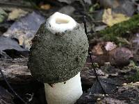 Phallus ravenelii image