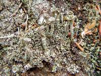 Cladonia chlorophaea image