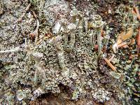 Cladonia chlorophaea image