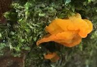 Tremella mesenterica image