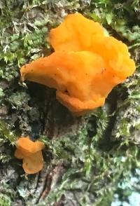 Tremella mesenterica image