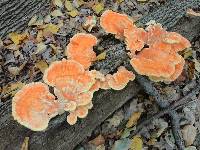 Laetiporus sulphureus image