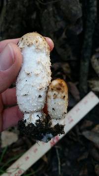 Coprinus comatus image