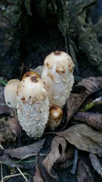 Coprinus comatus image