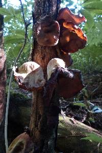 Auricularia cornea image