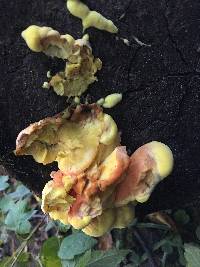 Laetiporus sulphureus image