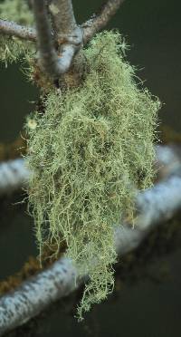 Usnea intermedia image