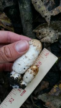 Coprinus comatus image