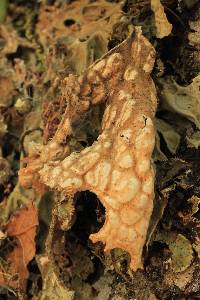 Lobaria pulmonaria image