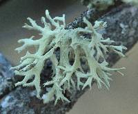 Evernia prunastri image