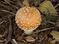 Amanita muscaria image