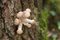 Armillaria mellea image