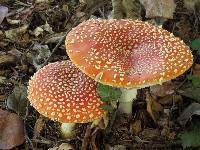 Amanita muscaria image