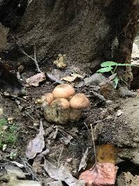 Armillaria mellea image