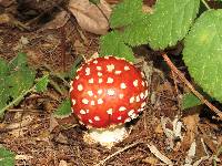 Amanita muscaria image