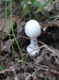 Amanita bisporigera image