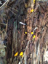 Tremella mesenterica image