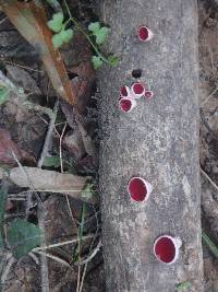 Sarcoscypha coccinea image