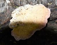 Trichaptum biforme image